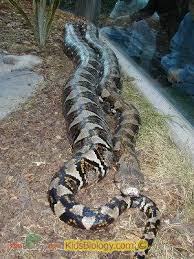 largest snake in the world