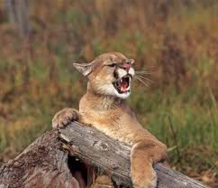 mountain lions