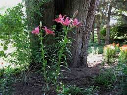 pink tiger lilies