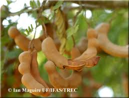 Common name: Tamarind