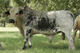 bucking bulls