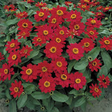 zinnia photos