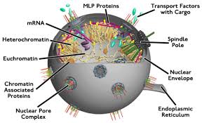 nucleus
