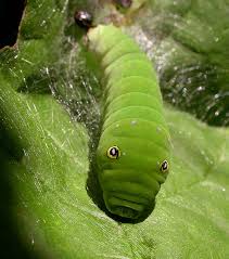 eastern tiger swallowtail caterpillar