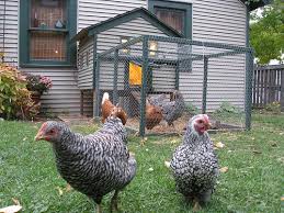 http://t3.gstatic.com/images?q=tbn:4meHeAfqXFk_rM:http://www.newresilient.com/wp-content/uploads/2009/03/backyard-chickens.jpg