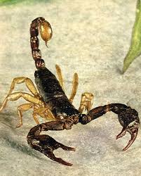 http://t3.gstatic.com/images?q=tbn:4q1ro6OS8THarM:http://lisette31.free.fr/scorpion.jpg