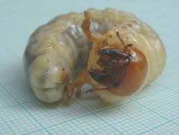 beetle larvae pictures
