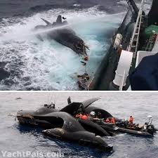 Whale Wars Boat Crash