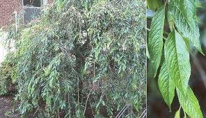 weeping higan cherry