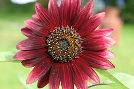 red sunflower pictures