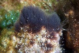 external image bangia-atropurpurea.jpg