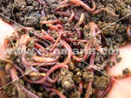 lombrices-de-compost.jpg