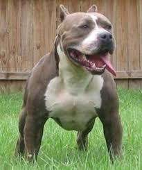 pittbul