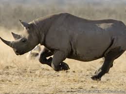 The Western Black Rhinoceros