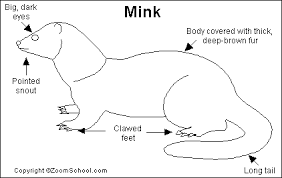 mink