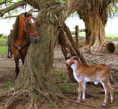 funny horses