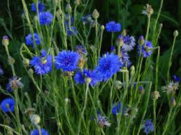 cornflower