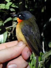 bird species pictures