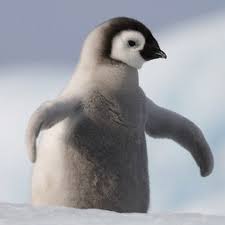 baby penguins
