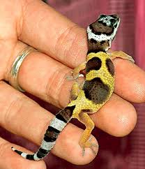 leopard gecko lizards
