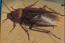 Cockroach