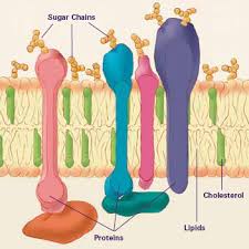 membrane