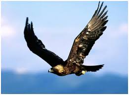 golden eagle pictures