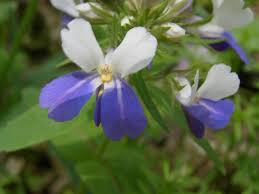 rare flowers names
