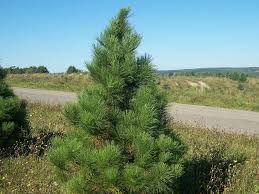 pictures red pine trees