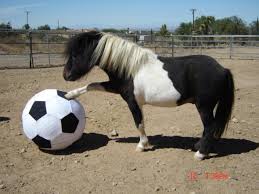 cute horses