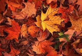 fall leaves