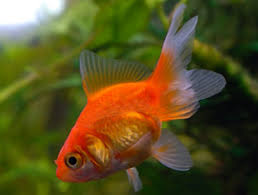 fantail goldfish pictures