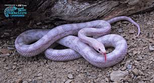 corn snake morphs