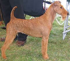 Irl�ndsk terrier