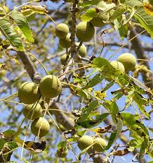 pictures walnut trees