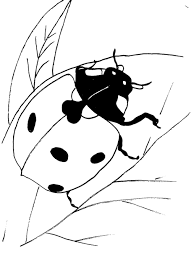 lady bug coloring sheets