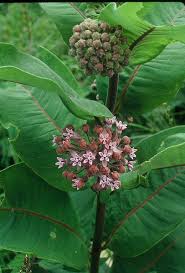 milkweed plant pictures