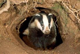 Tuberculosis and Badgers: