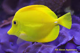 types of tropical fish