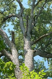 external image white-oak-lg.jpg