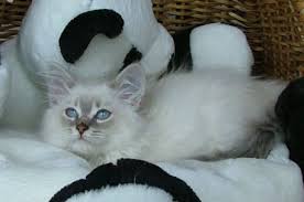 Siberian Cats