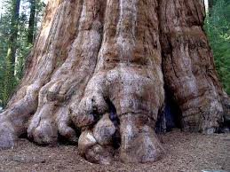 general sherman