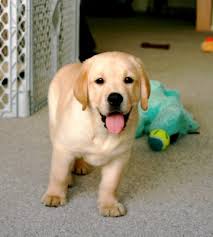 yellow lab puppy