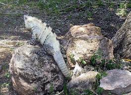 real dragon photo