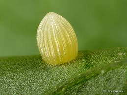 monarch butterfly egg