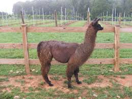 Name: 4L\x26amp;M Witches Brew