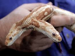 snake pictures