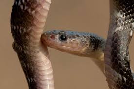 indian snakes