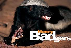 Honey Badgers @ National