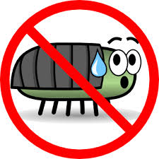 cute bug pictures